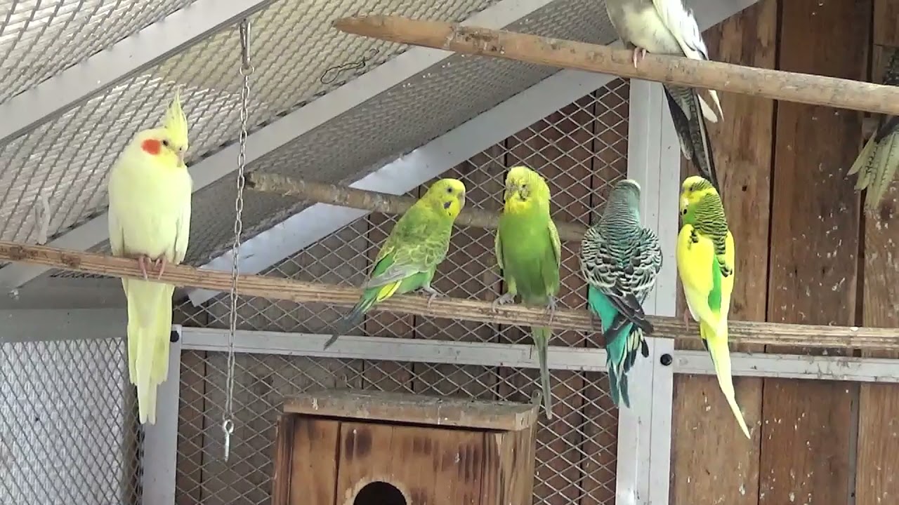 Вот што, Я купил на птичьем рынке - YouTube