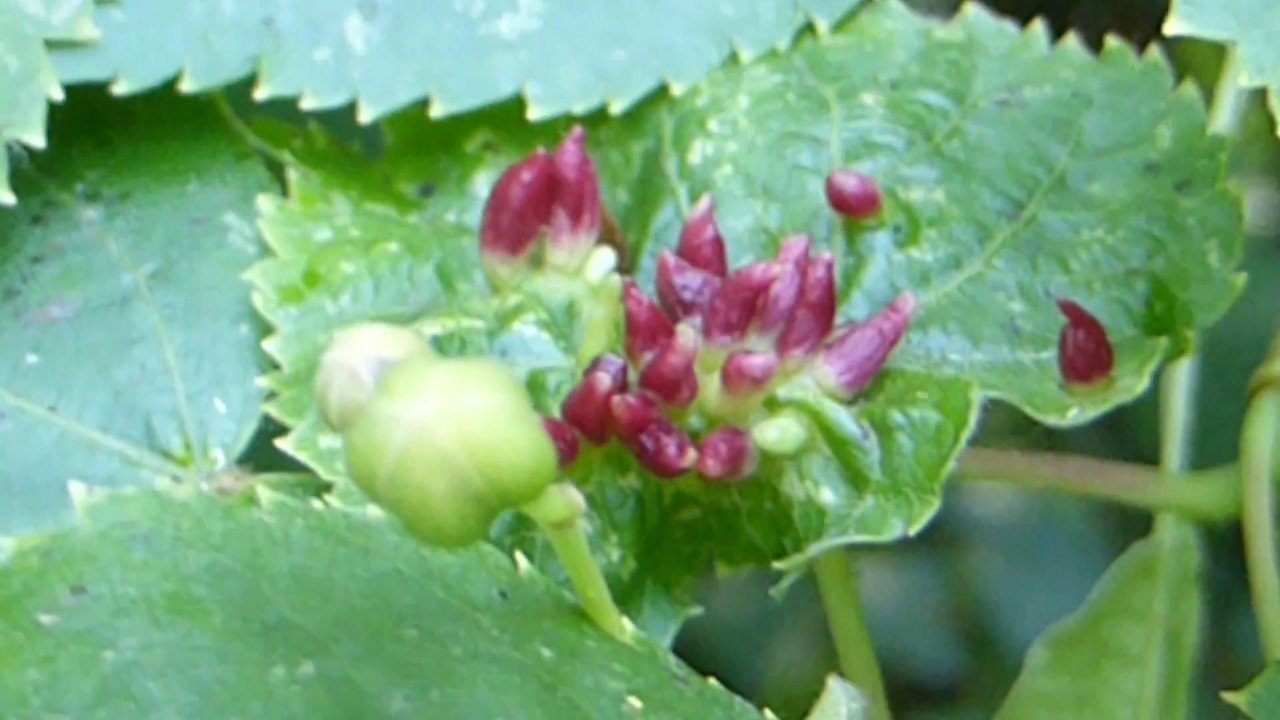 Lime Nail gall Eriophyes tiliae Microscopic gall mites Plöntuæxli