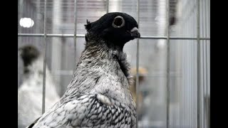 Şehzadelerin Güvercini Manisa Hünkarisi Tescillendi