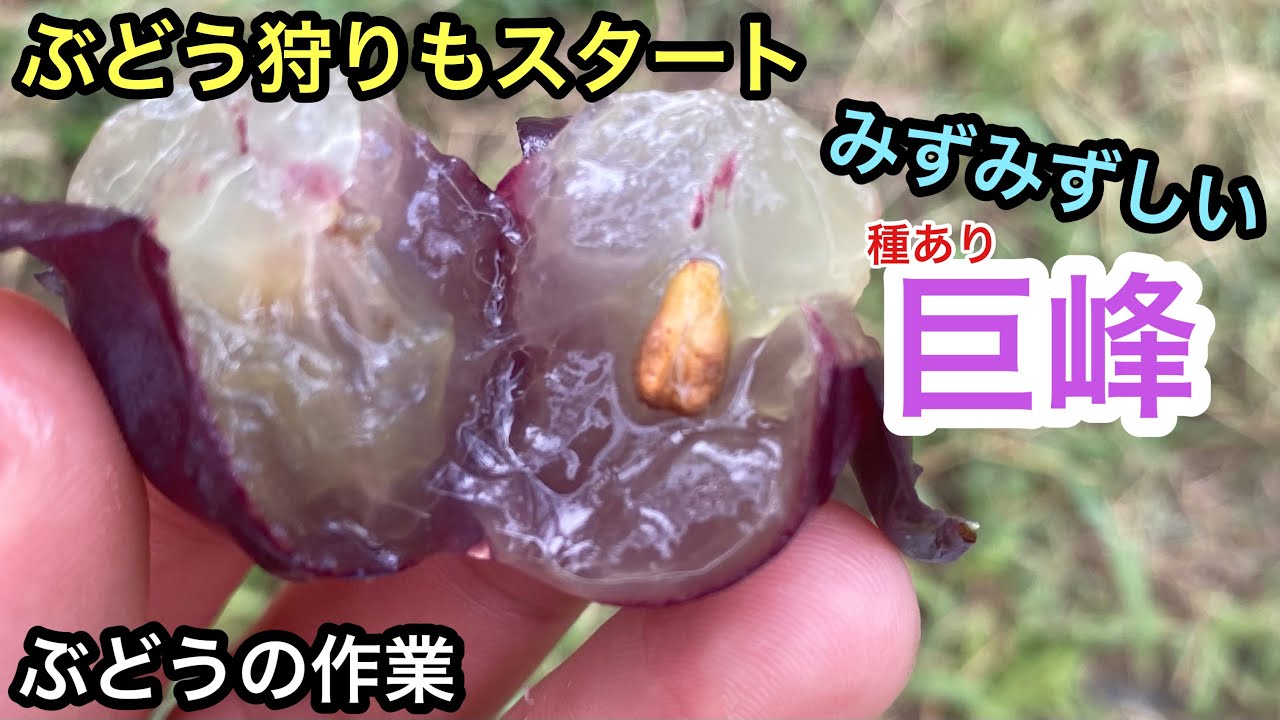 「ぶどうの作業」種あり巨峰の収穫前チェック！ぶどう狩りも始まりますよ！