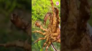 Catching Seafood Deep Sea Octopus 09