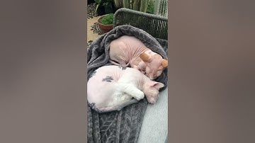 Leela loves every minute of it #sphynx #sphinxcat #hairlesscat #sphynxcat #sphinx #donskoy #don...