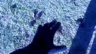 How To Throw A Pine Cone!