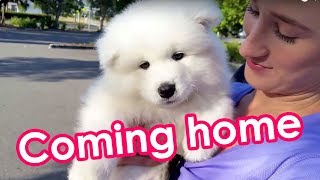 Samoyed Puppy Off To His New Home! (8 weeks old) by Samoyed Life 320,751 views 8 years ago 1 minute, 37 seconds