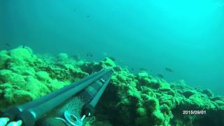B Daniel Roller Small Sargos 3