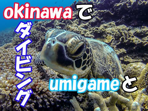 沖縄恩納村でダイビング ウミガメの食事にお邪魔します。