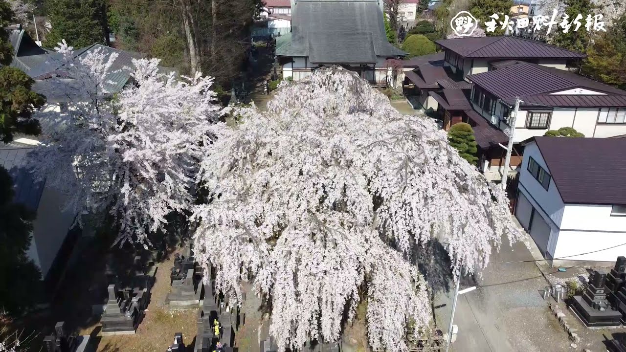 豪華絢爛シダレザクラ 大館市 浄応寺 動画 秋田魁新報電子版