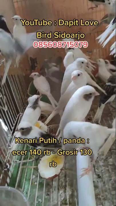 DAPIT LOVEBIRD SIDOARJO KENARI PANDA MURAH