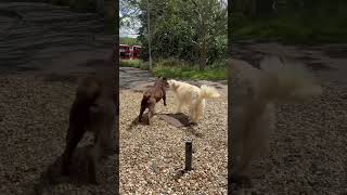 #bear #ruby #labrador #goldenretriever #chocolate #dog #dogs #love #music