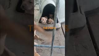 Taz 2 & Baby Joy Pups 3 Weeks Old Love