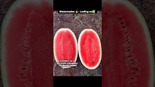 Watermelon wholesale 🍉#watermelonfarming #watermelon #farmer #farming #fruit #fruitsfarming