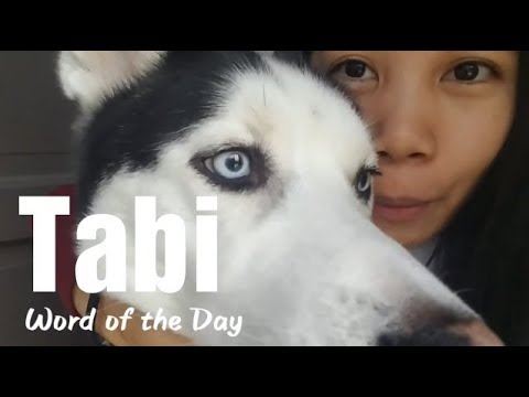 husky in tagalog