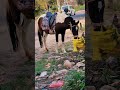 Adventures with my horse #horse #eating #road #shorts #horselove