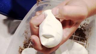 clutch #1 2014, possible worlds first egg cutting