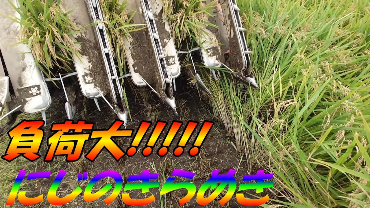 2024] Rainbow Sparkle Harvest with Heavy Fertilizer Cultivation