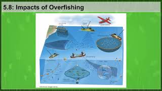 AP Environmental Science: Section 5.8 - Impacts of Overfishing