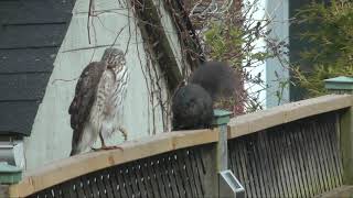 Black squirrel versus a Coopers hawk - the winner HD