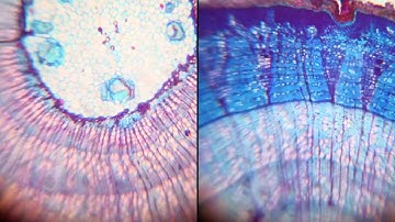 ELMO Visualiser with Microscope