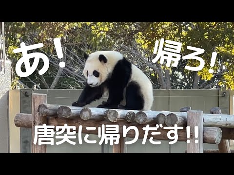 【急展開】何かを思い出したように帰り出す😂子パンダ楓浜の帰宅（賢い編）🍁