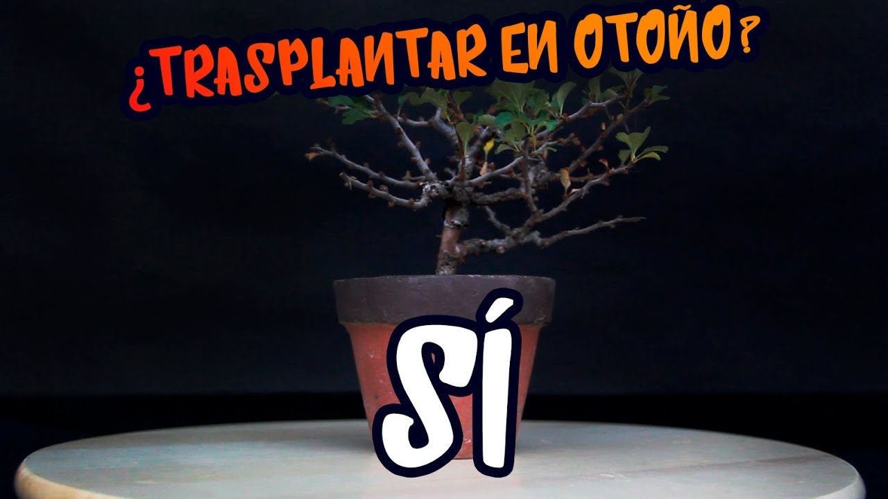Traspantando bonsai en otoño: membrillero japonés (Chaenomeles Japonica)