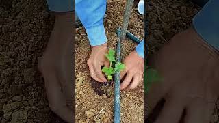 Precision Transplanting with Nutrients: Perfecting Field Establishment! 🌿🌱 #farmoratv #nature #asmr
