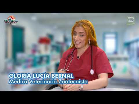 Hepatitis en nuestras mascotas