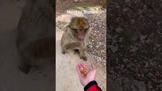 Making new friends in Ifrane, Morocco @RacingandAdventure