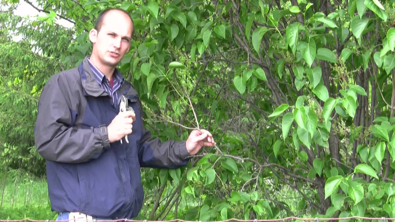 removing a poison oak vine from a tree