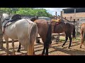 Feira de Cavalos de canafístula de Frei Damião. Alagoas. #tingatiziu