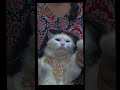 Cute Cat Dance Vlog🐈🐈😊#cutecat #catdance#cat#cute#shortsfeed #shorts #shortvide #explore #shortviral