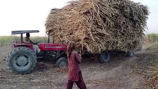 Shugercane Load Trolley Puling
