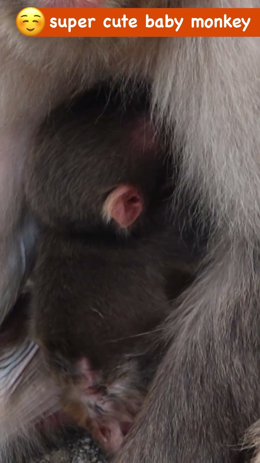 Close-Up on a Newborn Baby Monkey: The Miracle of Life