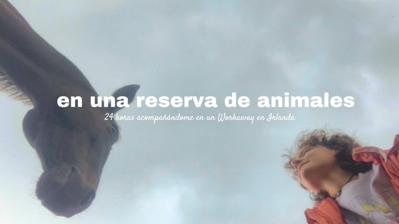 mi dí­a a día de voluntaria en un santuario de animales 🐽 | Workaway en Irlanda