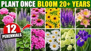 12 Perennials You Plant Once That Bloom Beautifully for 20+ Years