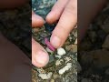 Discovered the phantom "pink grasshopper" | 幻の「ピンク色のバッタ」発見