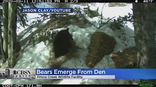 Video Orphaned Bear Cubs Emerge From Artificial Den After Hibernating