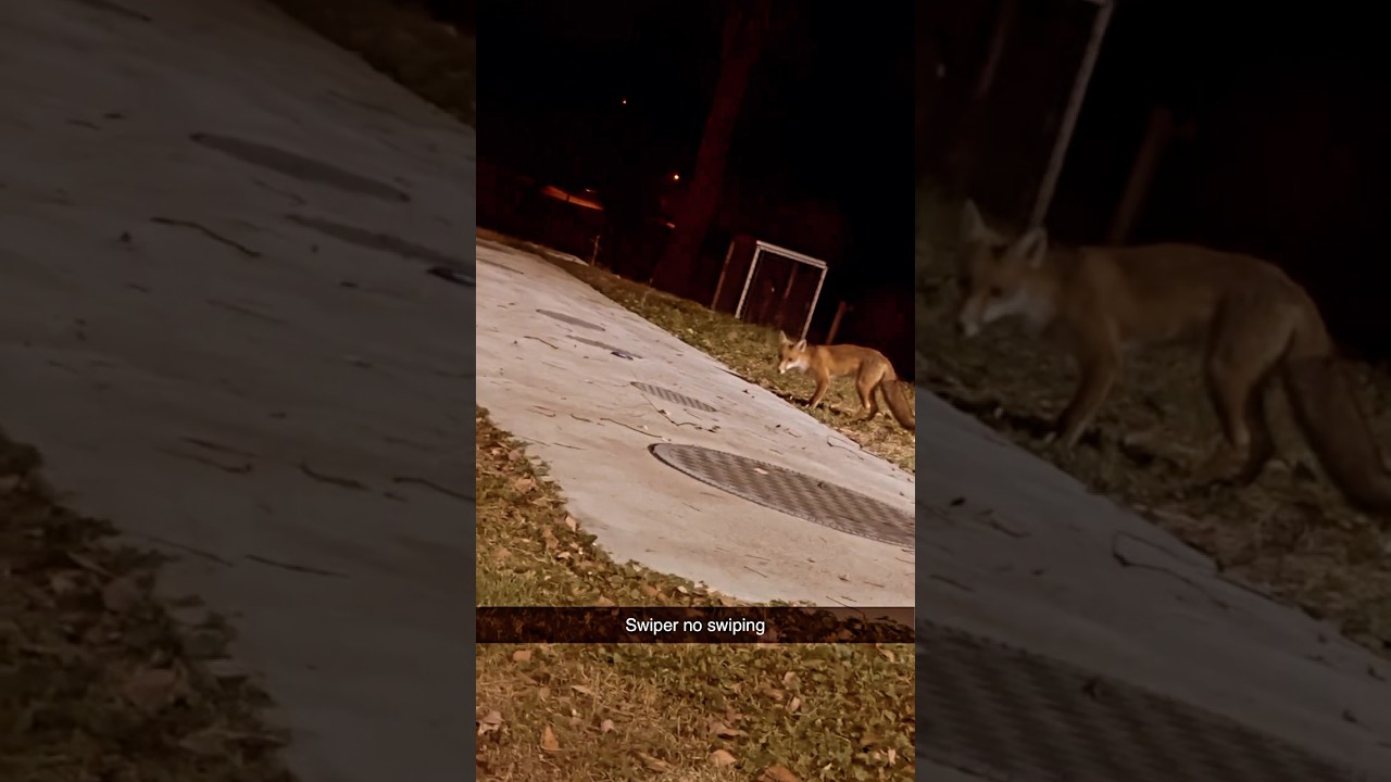 Swiper No Swiping 🦊😱