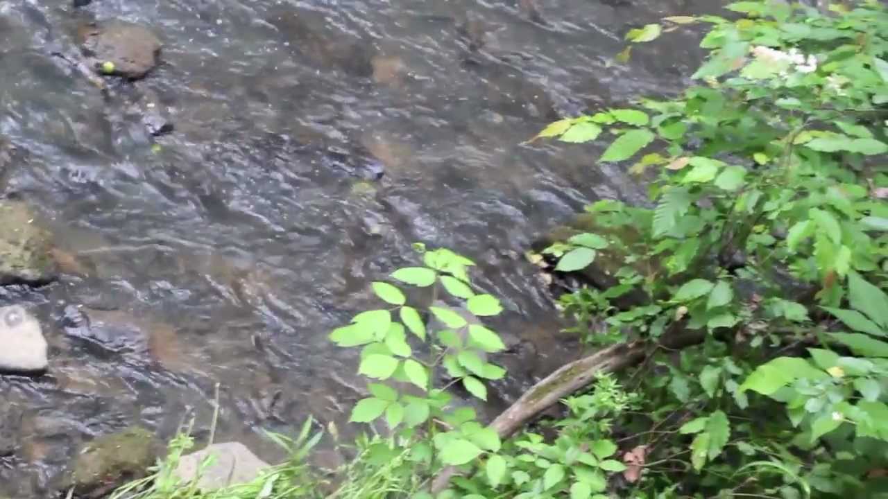 Carolina Thread Trail: Connecting Communities via Greenways