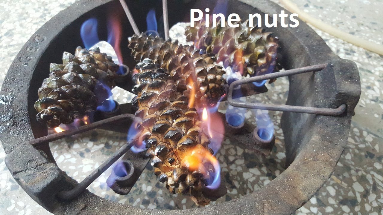 Easy Way to get Pine Nuts from Pine cones Harvest pine nuts YouTube