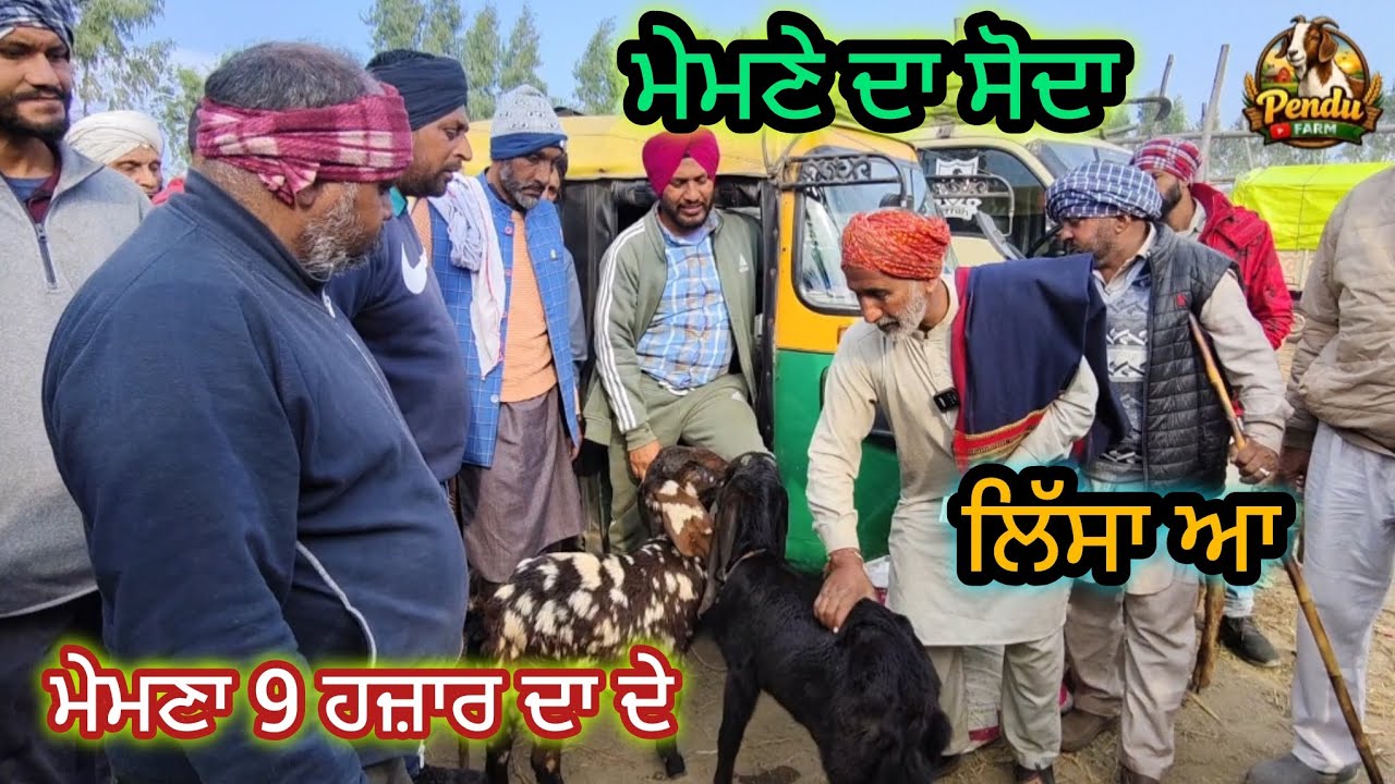 ਮੇਮਨੇ ਦਾ ਸੋਦਾ Mullanpur Bakra Mandi #live_sauda #rajudirba #goatfarm #mithu #najir #dairyfarm #goat 