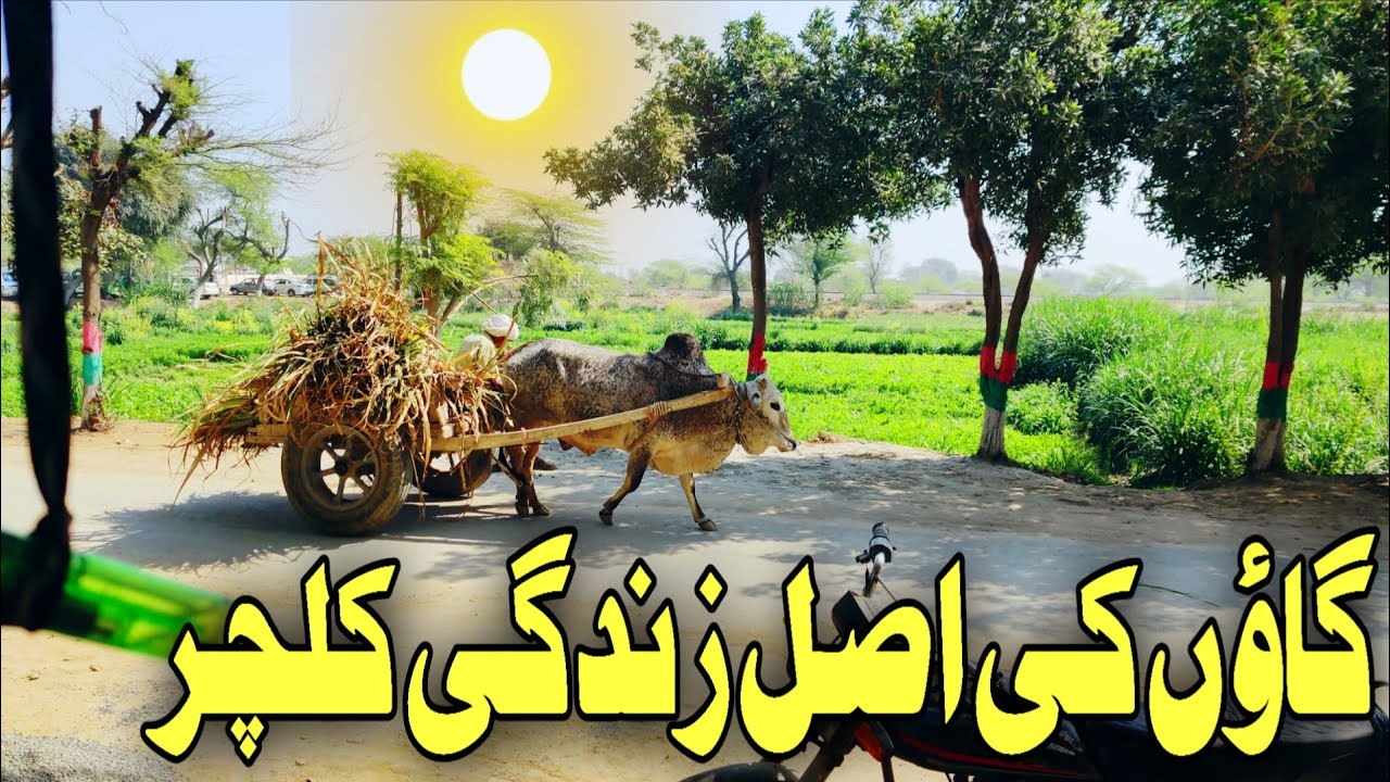 Gaon ki asal jindagi bailgadi wala aaj ka din desi lifestyle