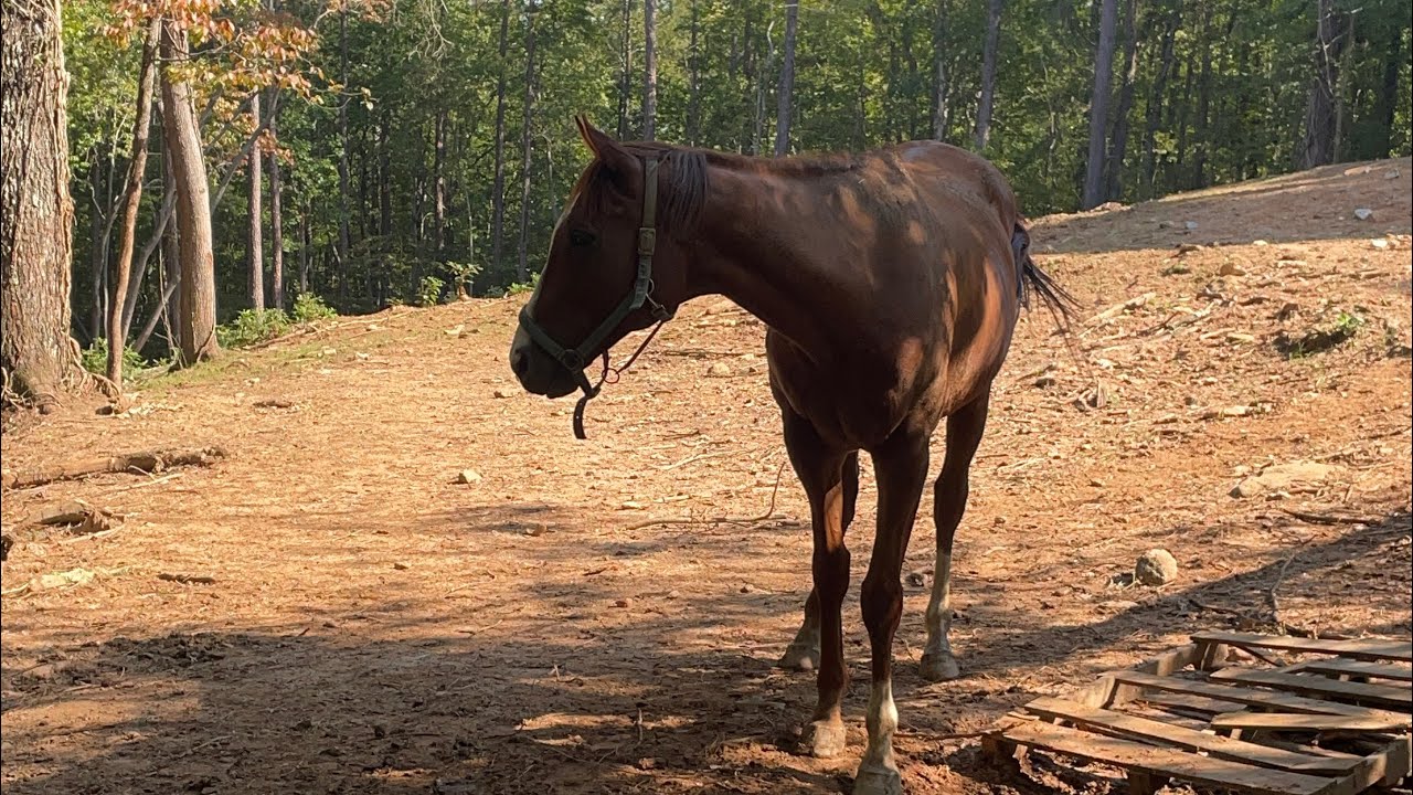How to take a saddle off a horse 🐎 YouTube