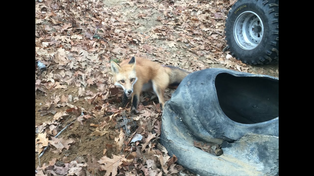 2014 Michigan Red Fox Trapping Youtube