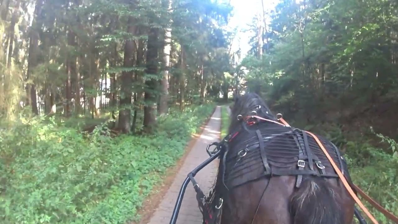 Noriker Kutschfahrt nach Bechhofen