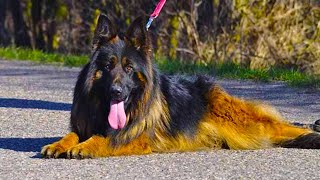 Dog training videos - How to Train ANY DOG the Basics