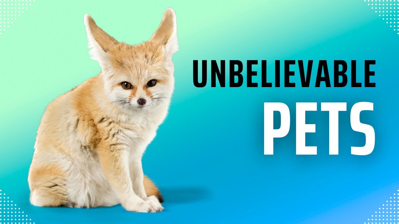 Top 10 Exotic Pets People Actually Own YouTube