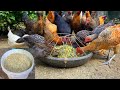 Don't miss this video if you are raising poultry at home - How to make the most of rice bran