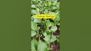 Cabbage Seedlings Ready To Transplant