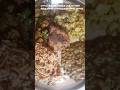 #minivlog #healthydiet #balancedmeals #healthyfood #healthyeating #food #shortsfeed #dietfood