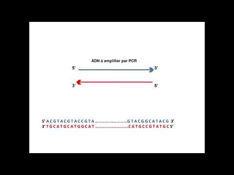 Vidéo: Différence Entre Les Amorces PCR Et Les Amorces De Séquençage